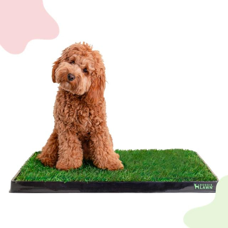 Doggielawn Real Grass Potty Pad, Odor Neutralizing, Sustainable and Affordable - Pet Supplies