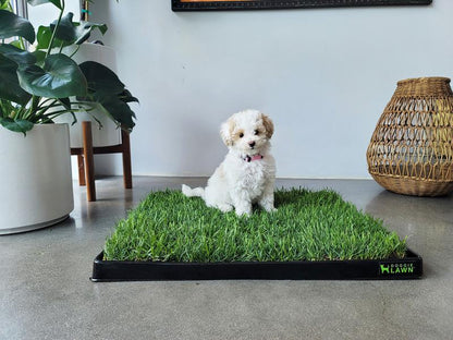 Doggielawn Real Grass Potty Pad, Odor Neutralizing, Sustainable and Affordable - Pet Supplies