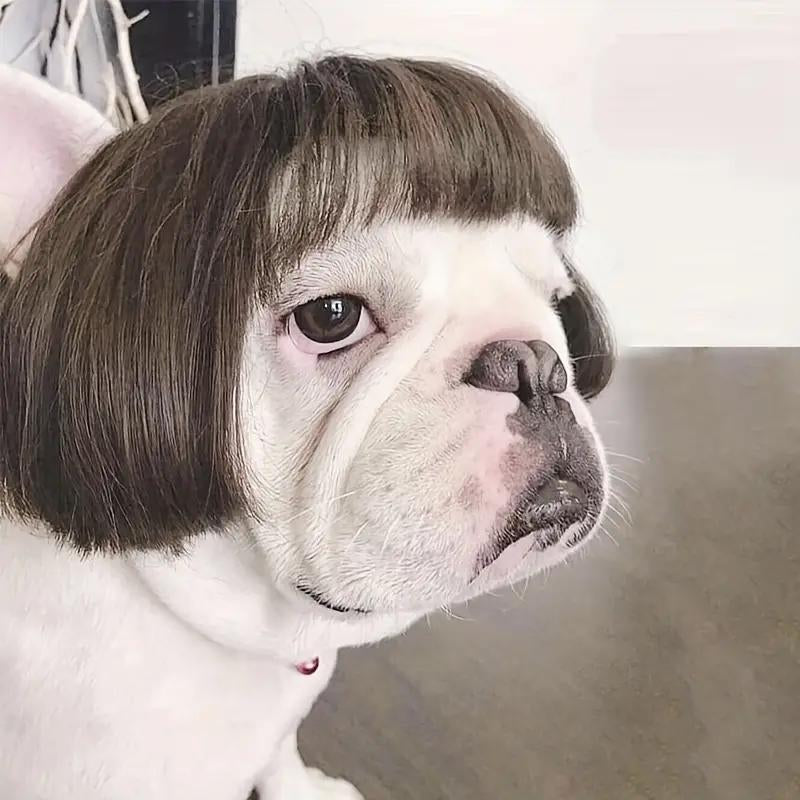 Cute Short Hair Wig for Pets, Funny Pet Wig Hair Accessories for Dogs & Cats, Creative Pet Supplies, Summer Gift, Cat Products, Pet Product, Dog Grooming Kit, Pet Supplies, Puppy Toy