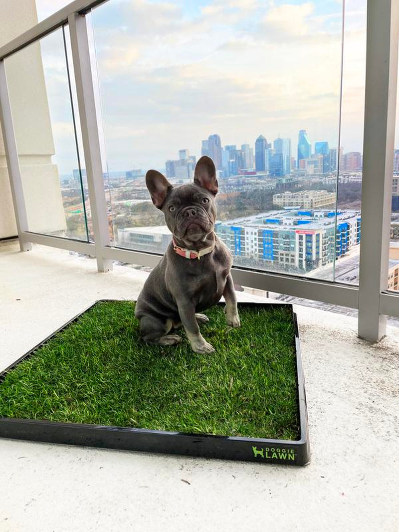 Doggielawn Real Grass Potty Pad, Odor Neutralizing, Sustainable and Affordable - Pet Supplies