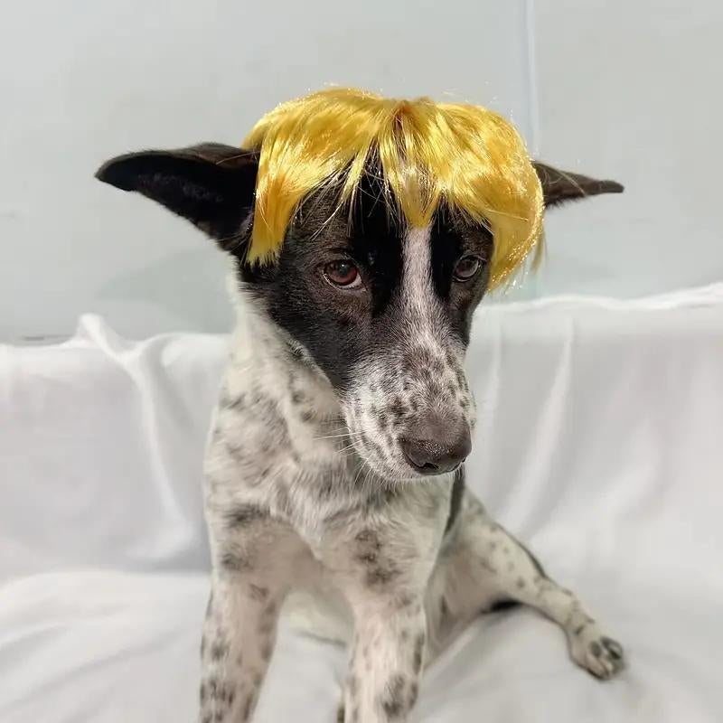 Cute Short Hair Wig for Pets, Funny Pet Wig Hair Accessories for Dogs & Cats, Creative Pet Supplies, Summer Gift, Cat Products, Pet Product, Dog Grooming Kit, Pet Supplies, Puppy Toy