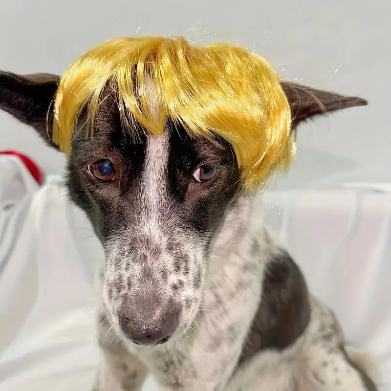 Cute Short Hair Wig for Pets, Funny Pet Wig Hair Accessories for Dogs & Cats, Creative Pet Supplies, Summer Gift, Cat Products, Pet Product, Dog Grooming Kit, Pet Supplies, Puppy Toy