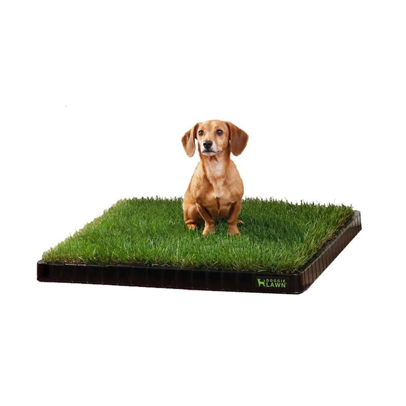 Doggielawn Real Grass Potty Pad, Odor Neutralizing, Sustainable and Affordable - Pet Supplies