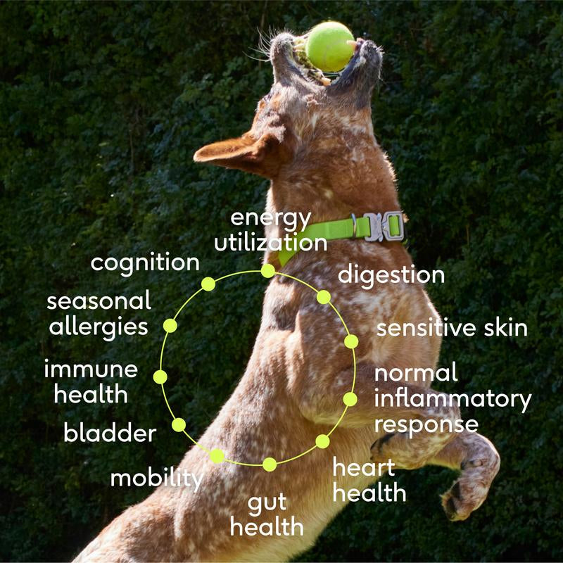 The Daily + Wondergland | 11-In-1 Whole Body Health + Triple Fiber Blend for Gland & Digestive Support | Clean, Vet-Backed, Easy-To-Use Toppers | Daily + Anal Gland Supplement Including Dog Gut Health Probiotics for Anal Gland Support