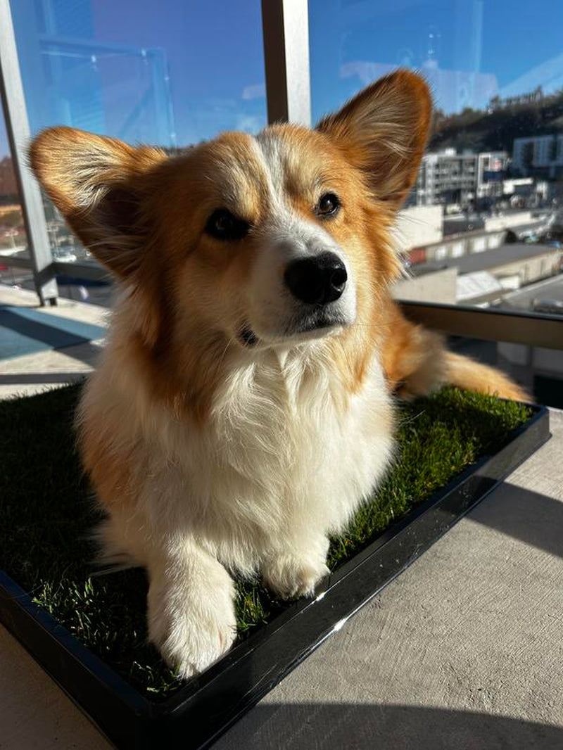 Doggielawn Real Grass Potty Pad, Odor Neutralizing, Sustainable and Affordable - Pet Supplies