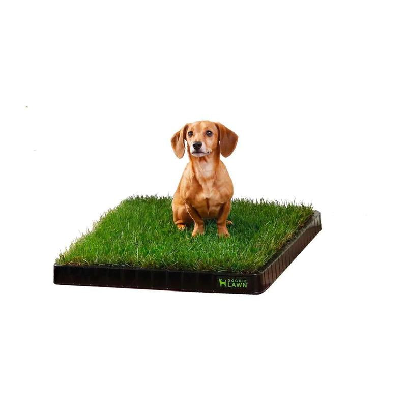 Doggielawn Real Grass Potty Pad, Odor Neutralizing, Sustainable and Affordable - Pet Supplies