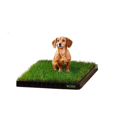 Doggielawn Real Grass Potty Pad, Odor Neutralizing, Sustainable and Affordable - Pet Supplies