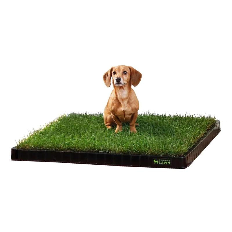 Doggielawn Real Grass Potty Pad, Odor Neutralizing, Sustainable and Affordable - Pet Supplies